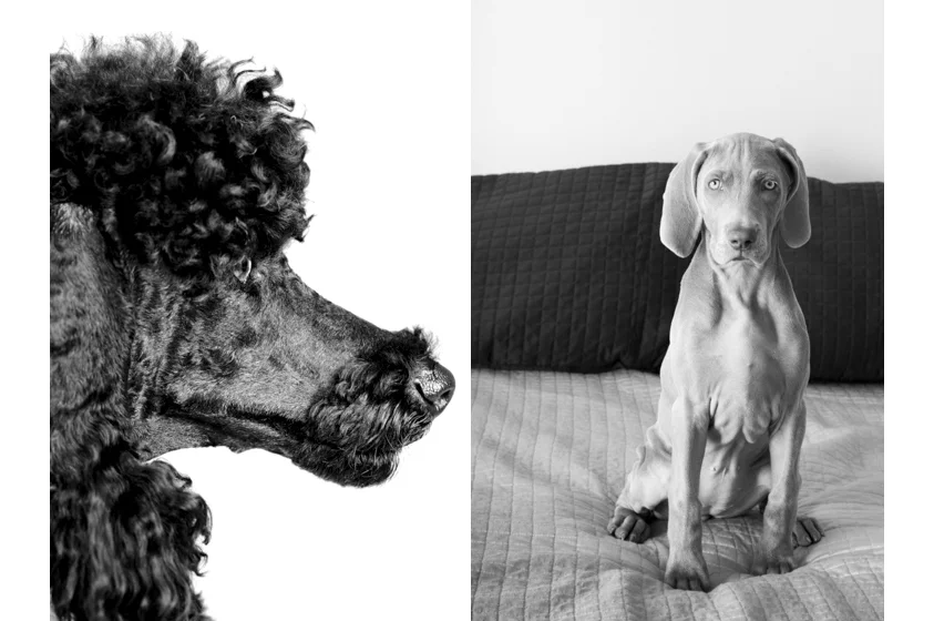 Dog Portraits-35.jpg