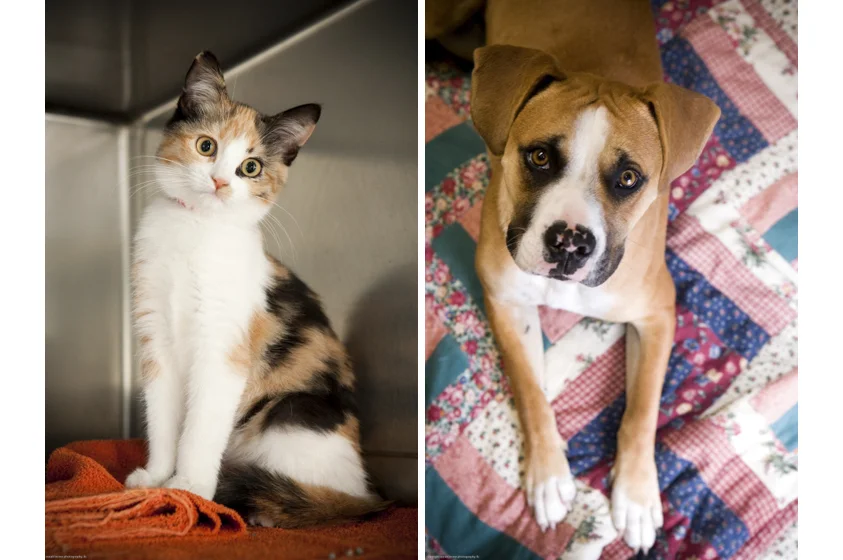 Animal Welfare Photography-4.jpg