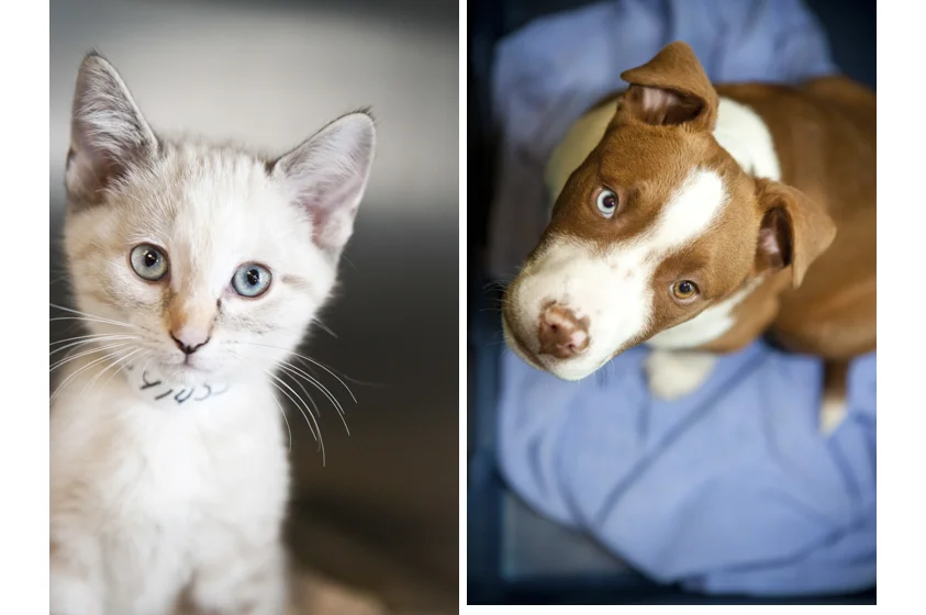 Animal Welfare Photography-8.jpg