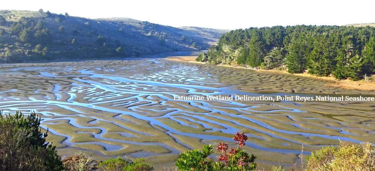 Point Reyes estuarine wetland.jpeg