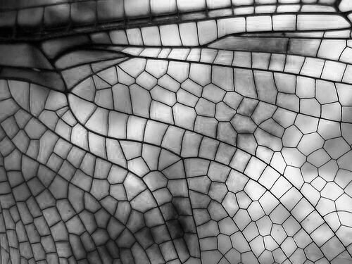 close up of dragonfly wing.jpg