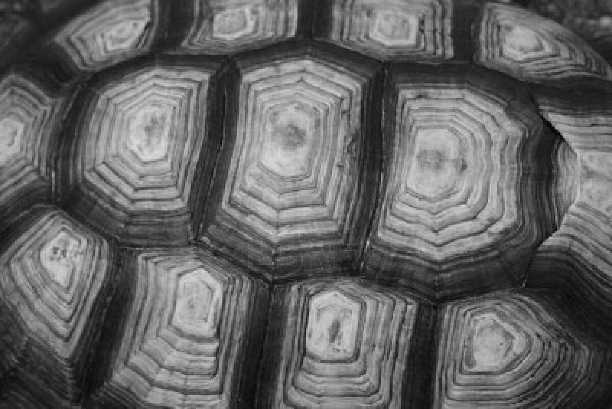 close up of turtle shell.jpg