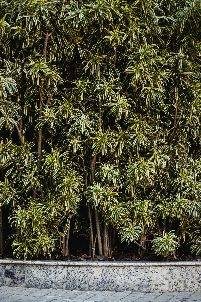 trees.jpg