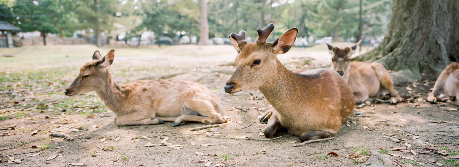 hasselblad-xpan-japan-jason-de-plater-28.jpg