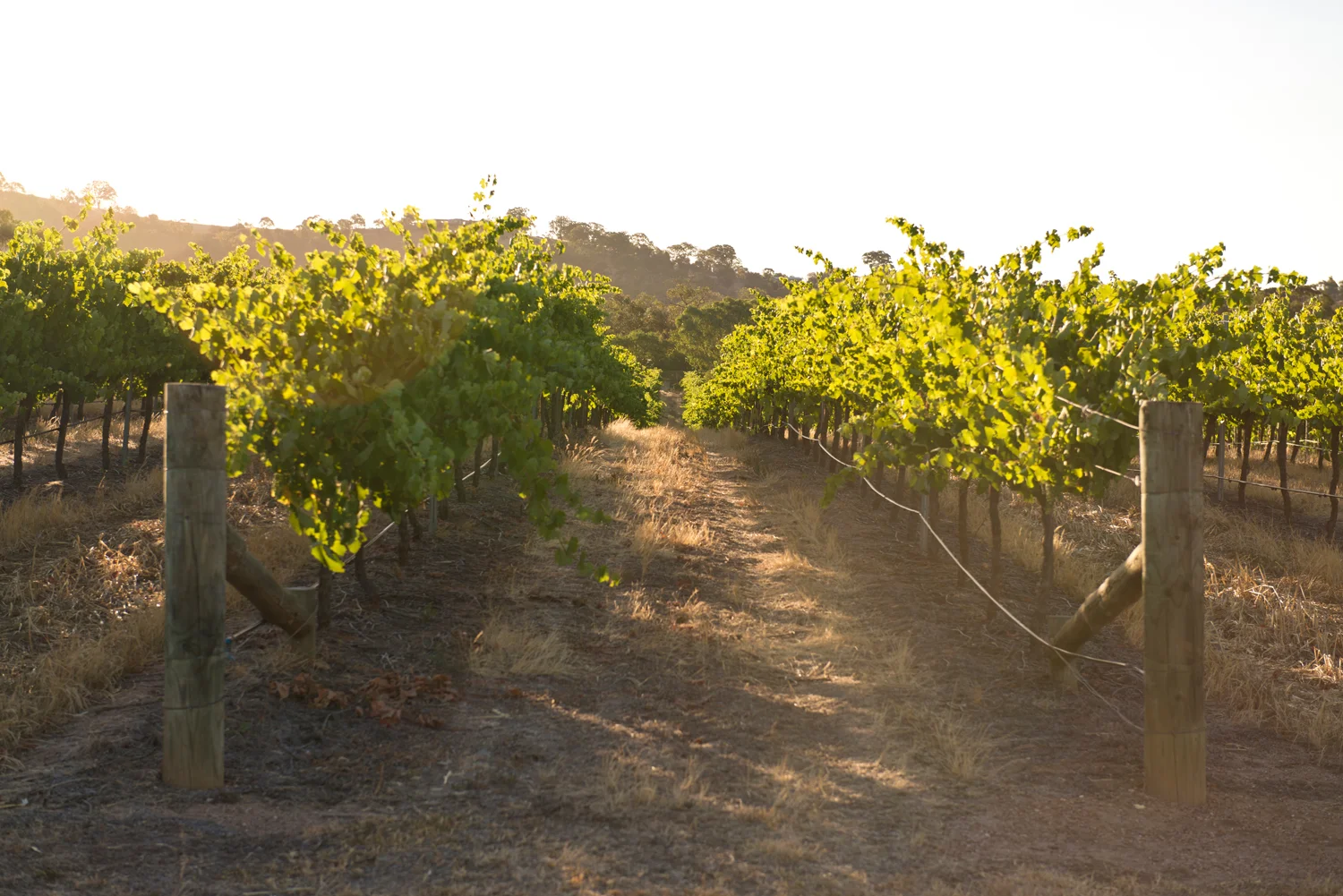 WOV4_Montara_10.jpg