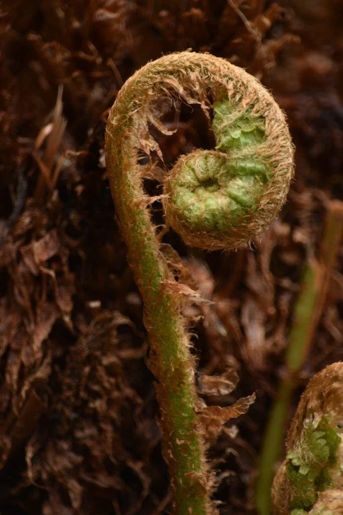 Fern frond unfurling