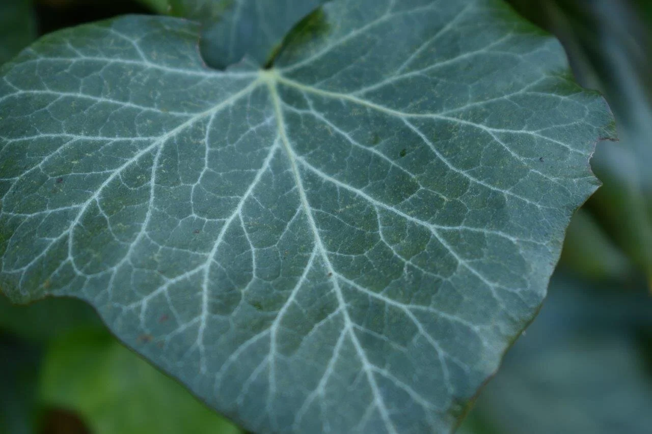 Ivy leaf veins 