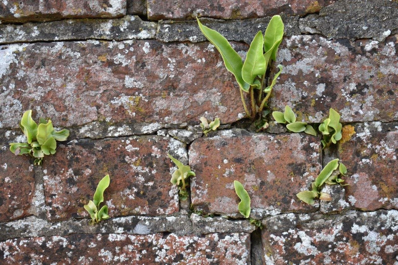 Lichen and fern inhabiting wall