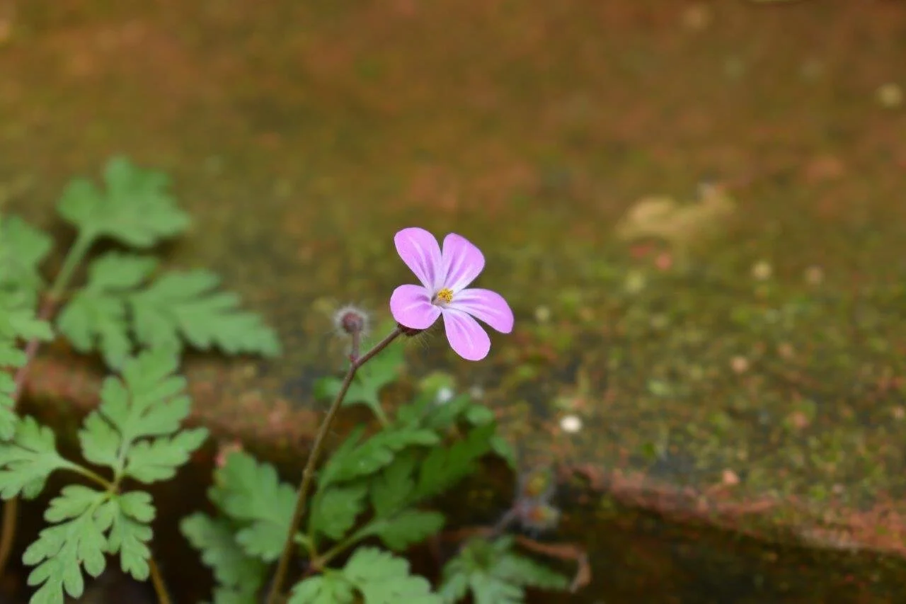 Weed flowering on brick