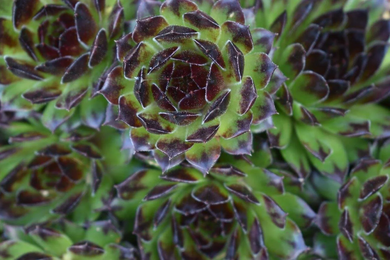 Sedum ring pattern