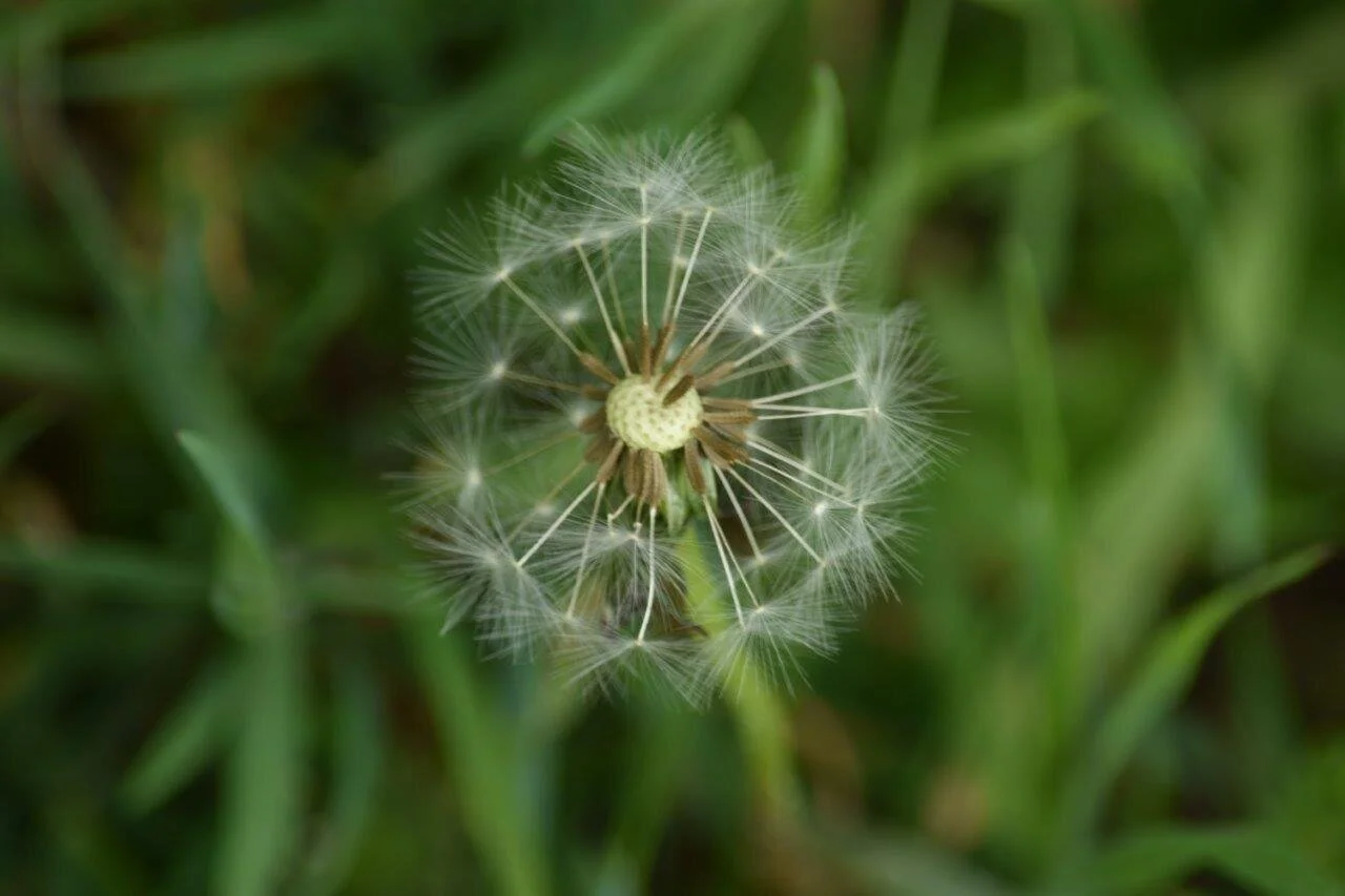 Dandelion seed-head
