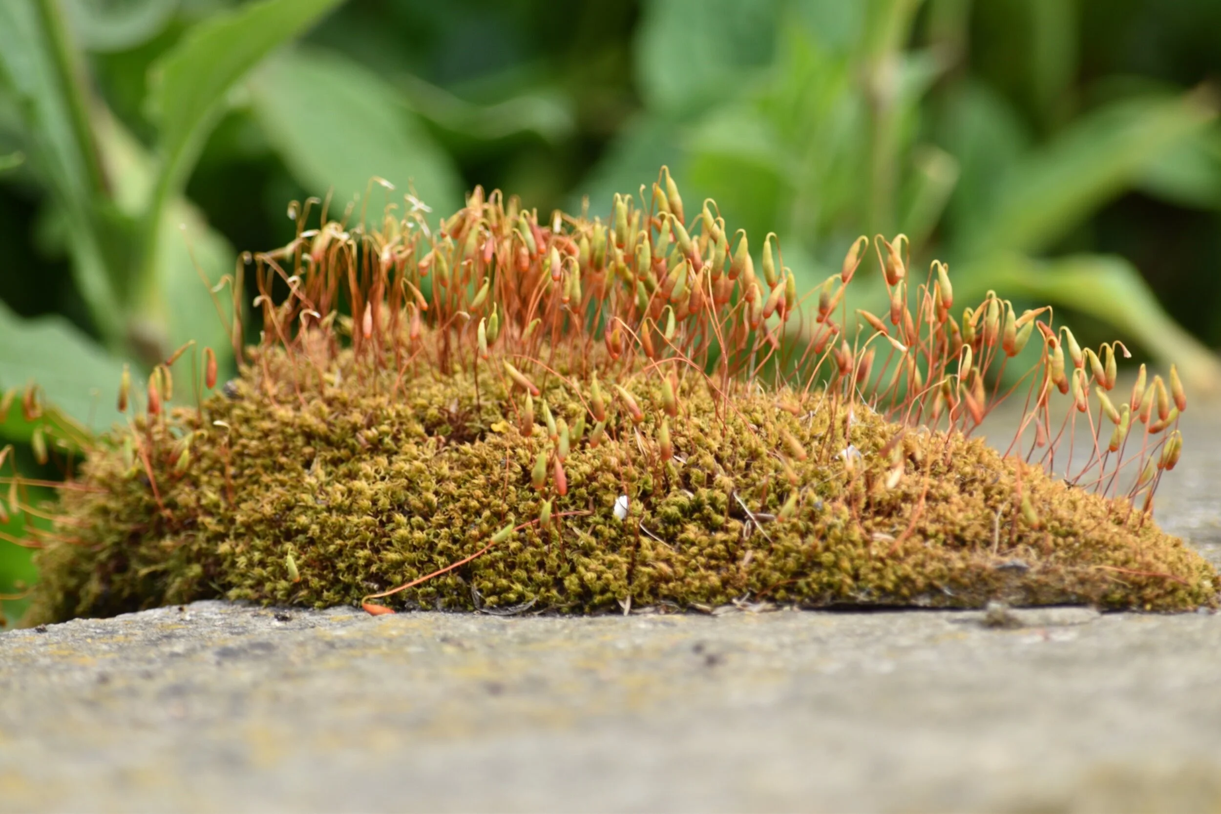 Moss flowering on stone paving