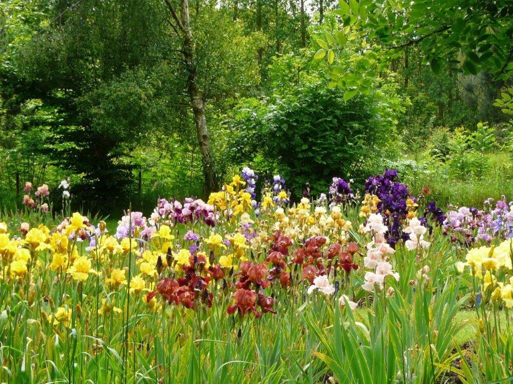 Bearded iris flowering.jpg
