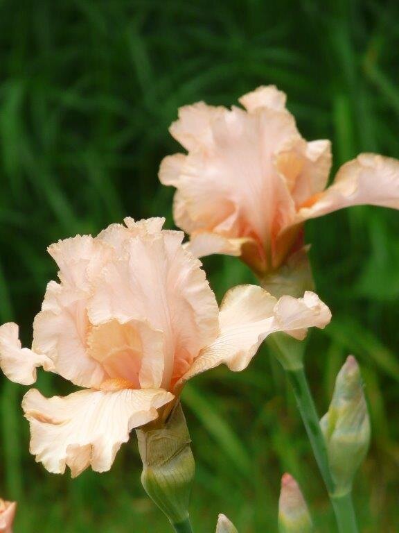 Iris 'Buisson De Rose'.jpg
