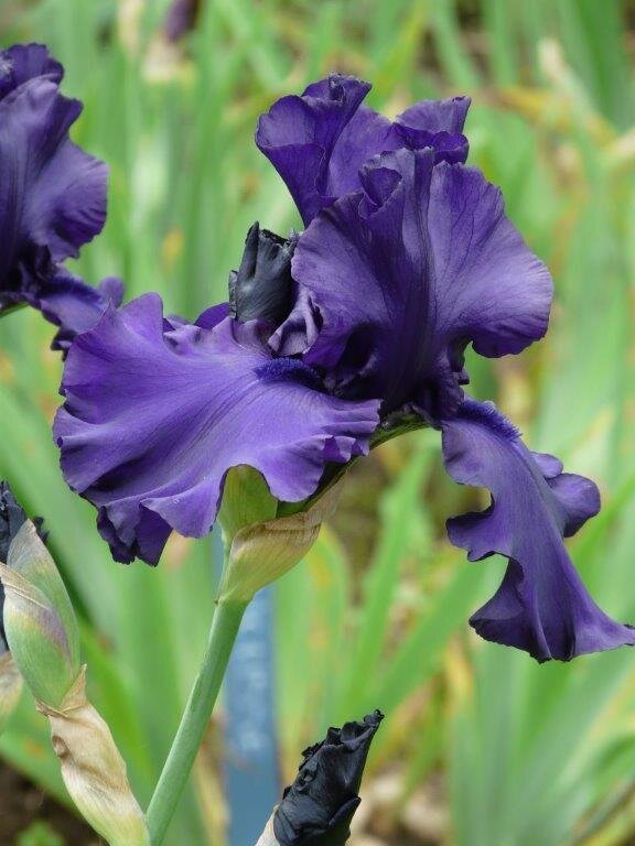 Iris 'Dusky Challenger'.jpg