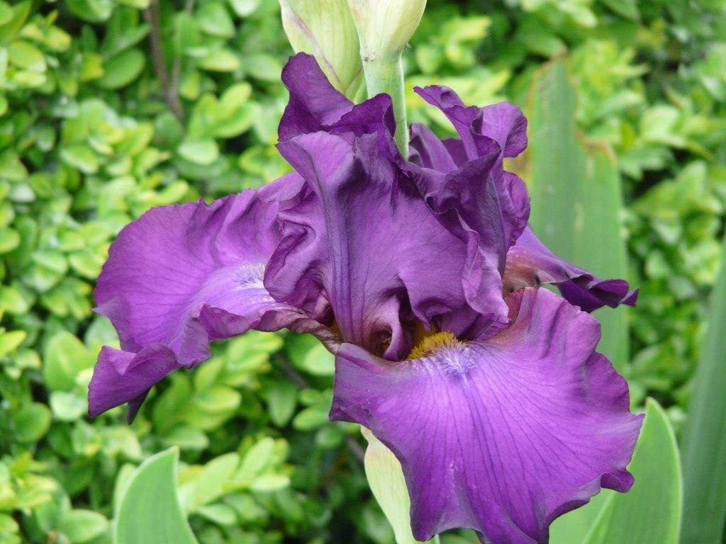 Iris 'Needle Point'.jpg