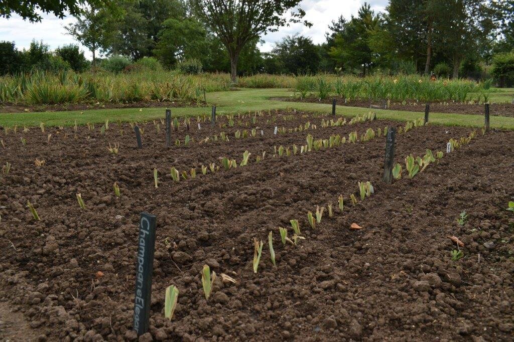 Newly planted stock beds.jpg