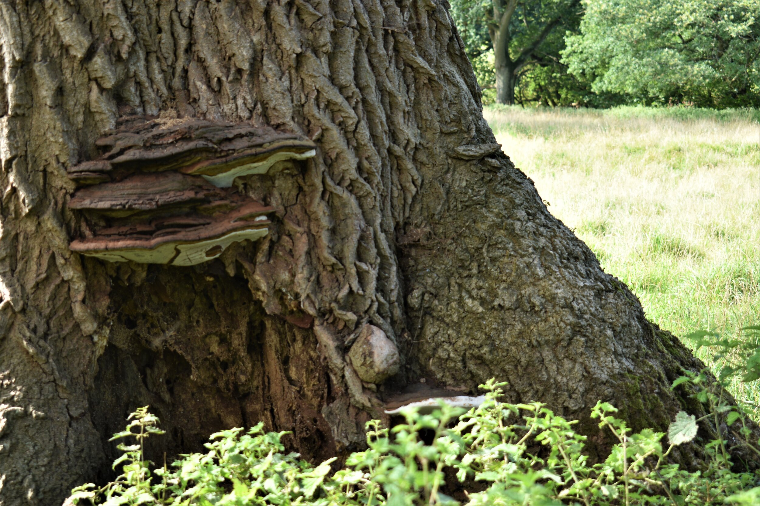 Ganoderma fungus eating away at the base of the trunk.jpg