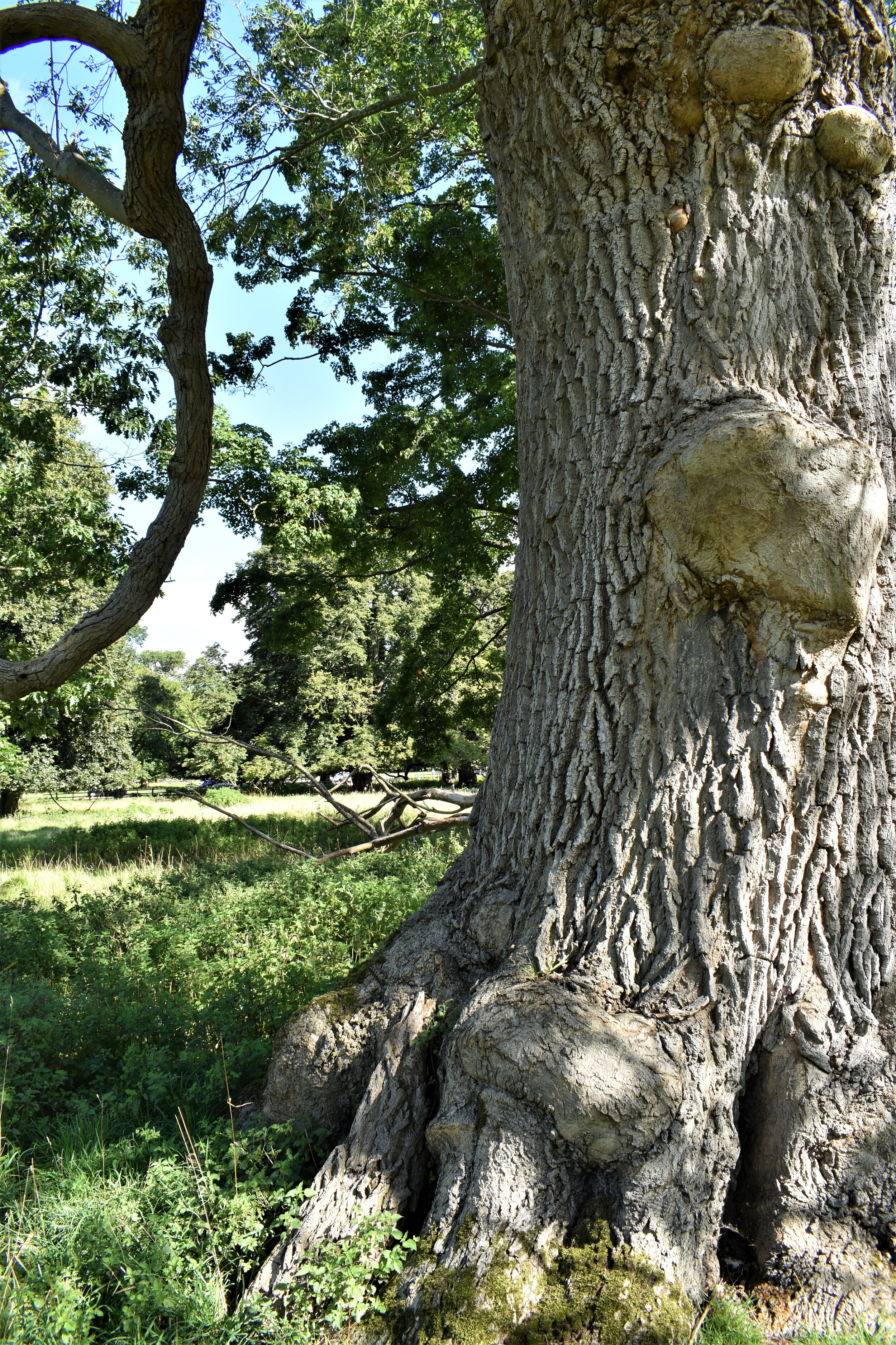 Buttresses and burrs distorting the trunk.jpg
