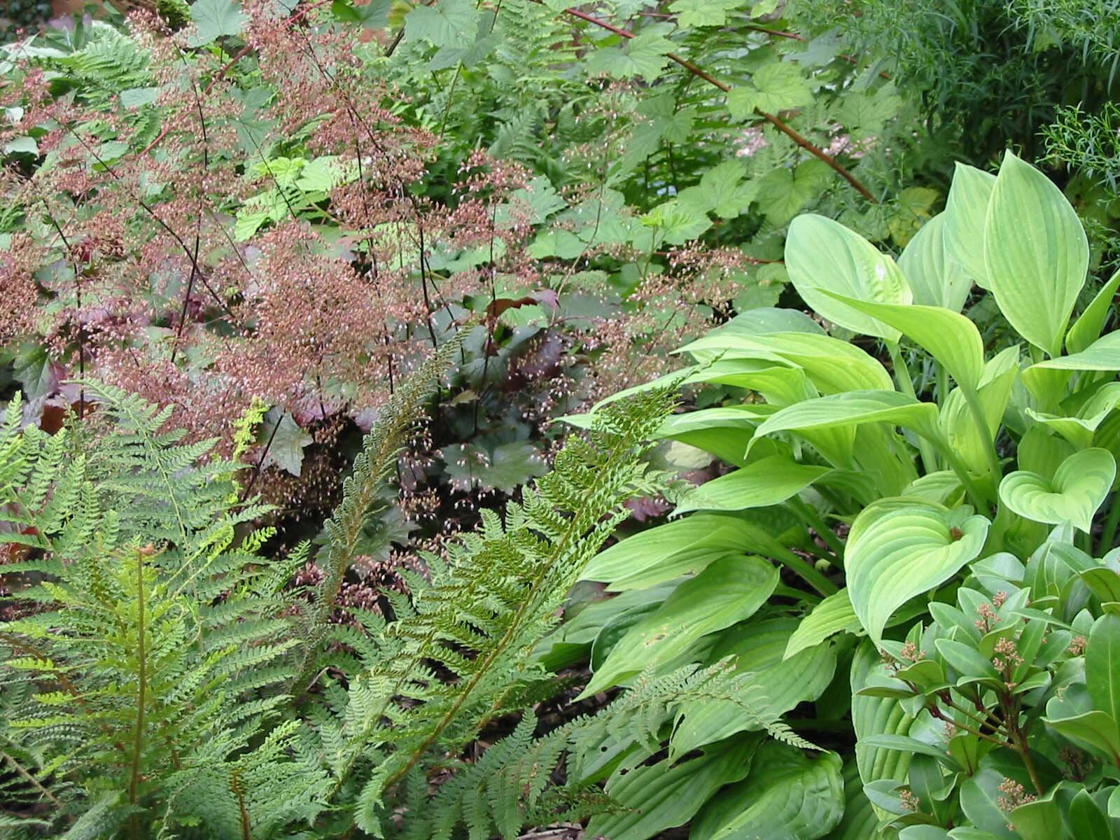 Shade planting in Lincoln garden.jpg