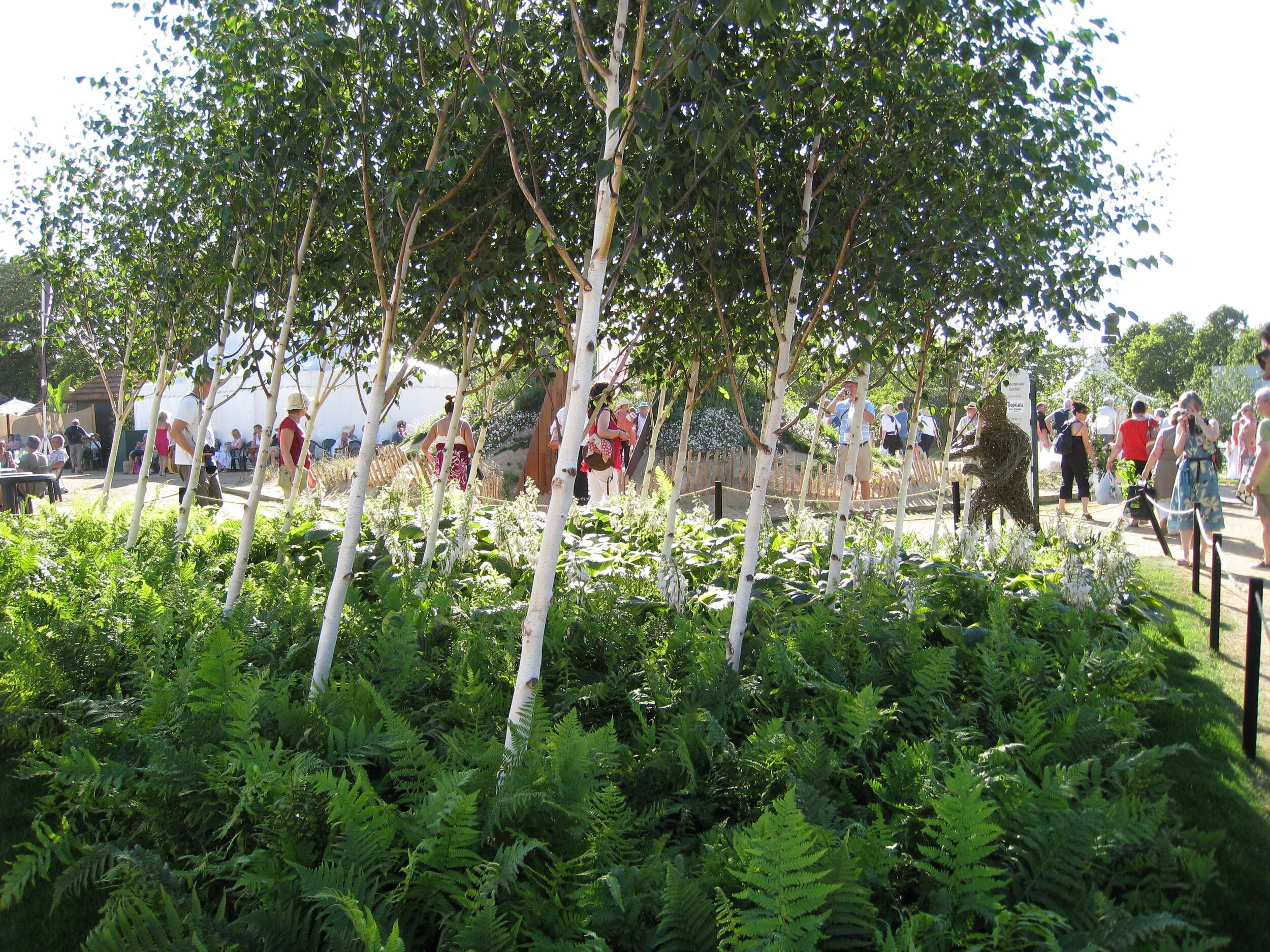 RHS Hampton Court 2010 birch trees.jpg