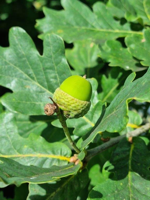 English oak acorn.jpg (Copy)