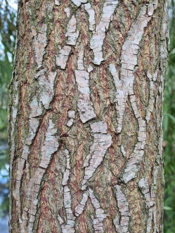 Weeping willow bark.jpg (Copy)