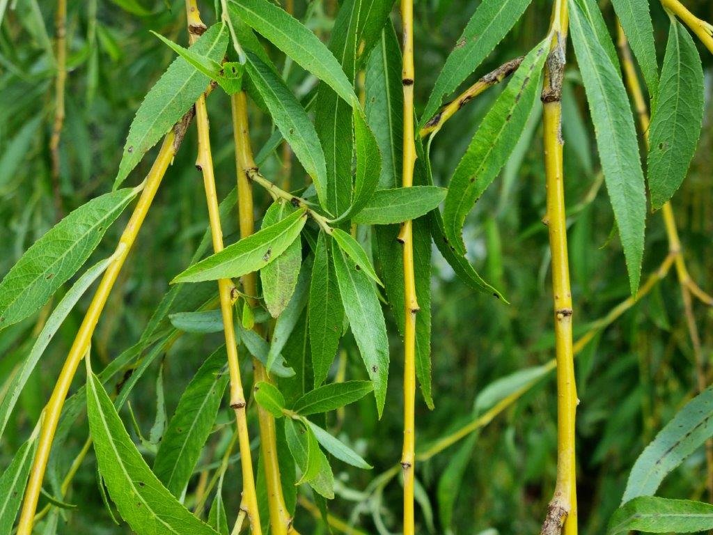 Weeping willow stems.jpg (Copy)