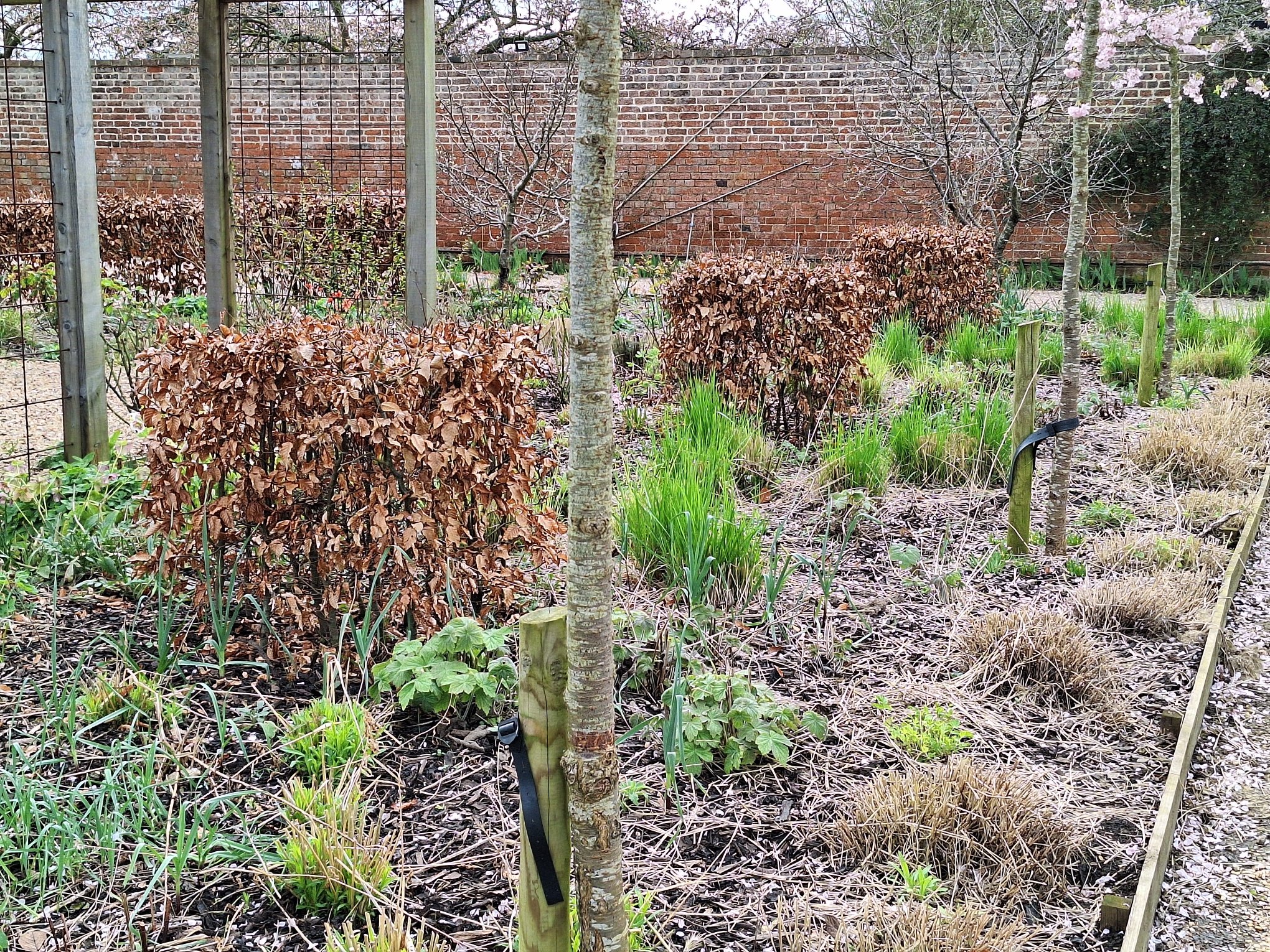 Beech cubes after spring cut back.jpg