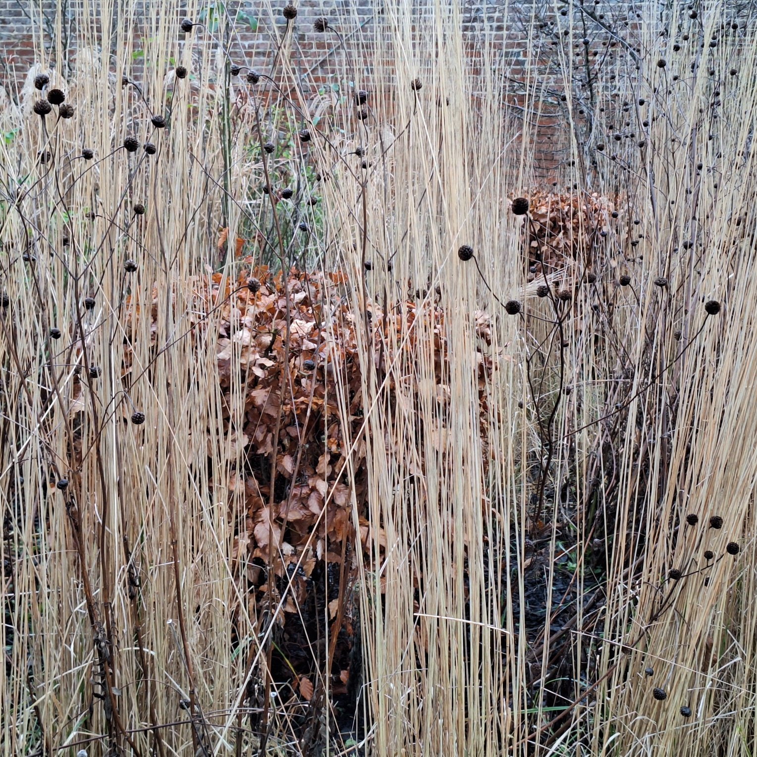 Calamagrostis and beech cubes in winter.jpg