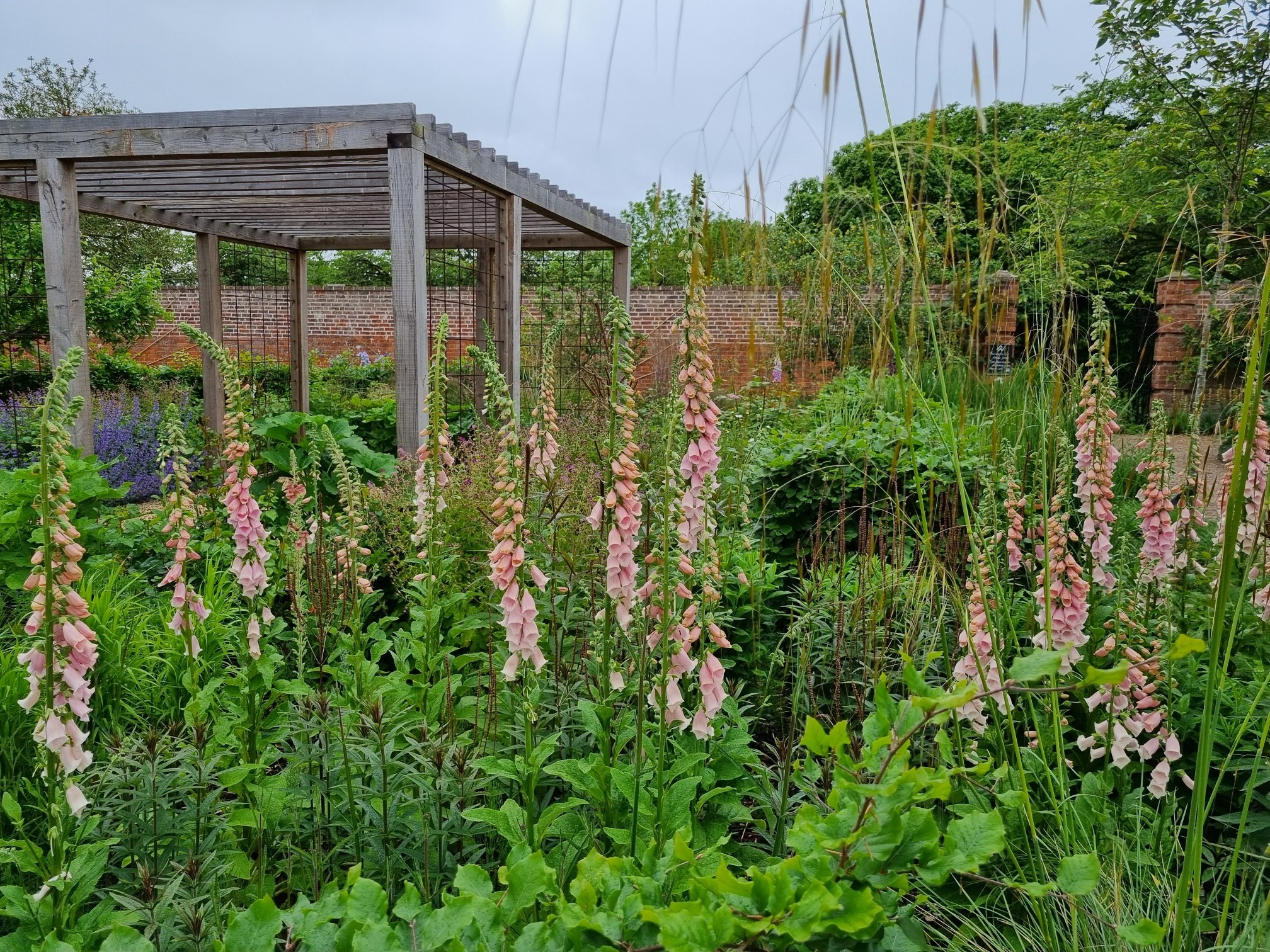 Foxgloves & arbour.jpg