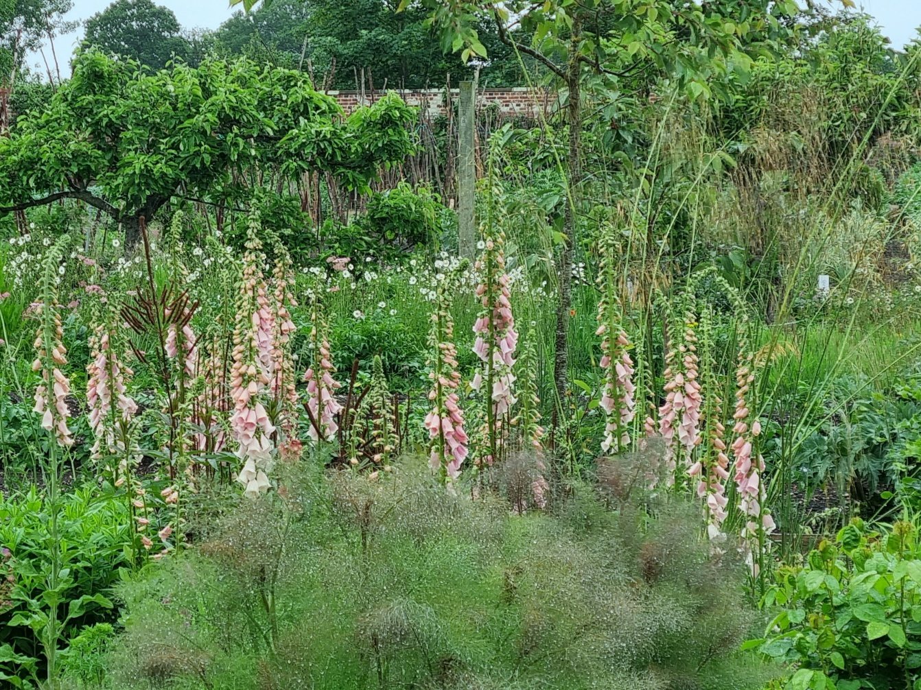 Foxgloves rising above fennel.jpg