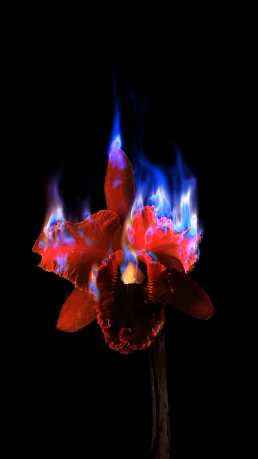 Mat Collishaw, Burning Flower