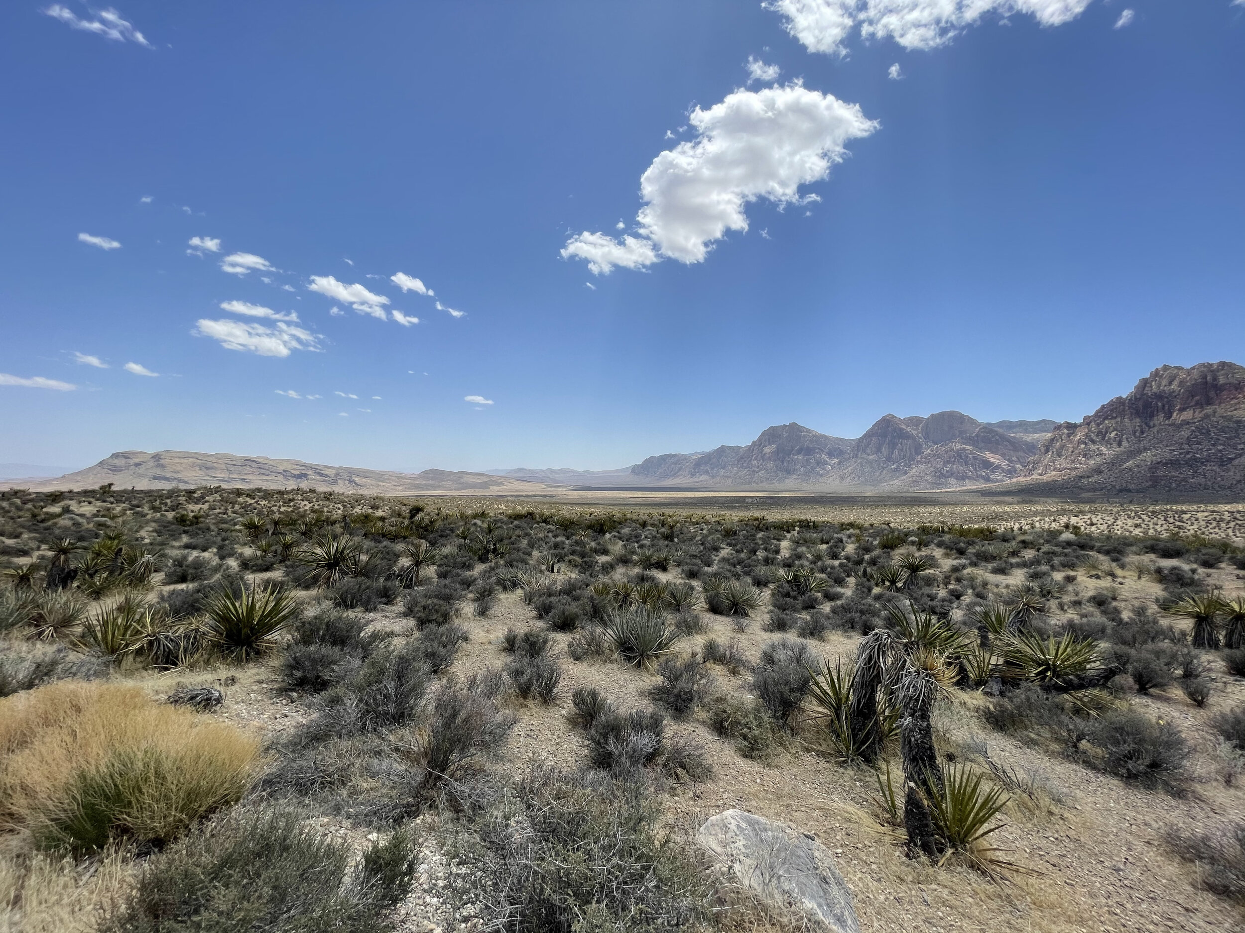 nevada.jpeg