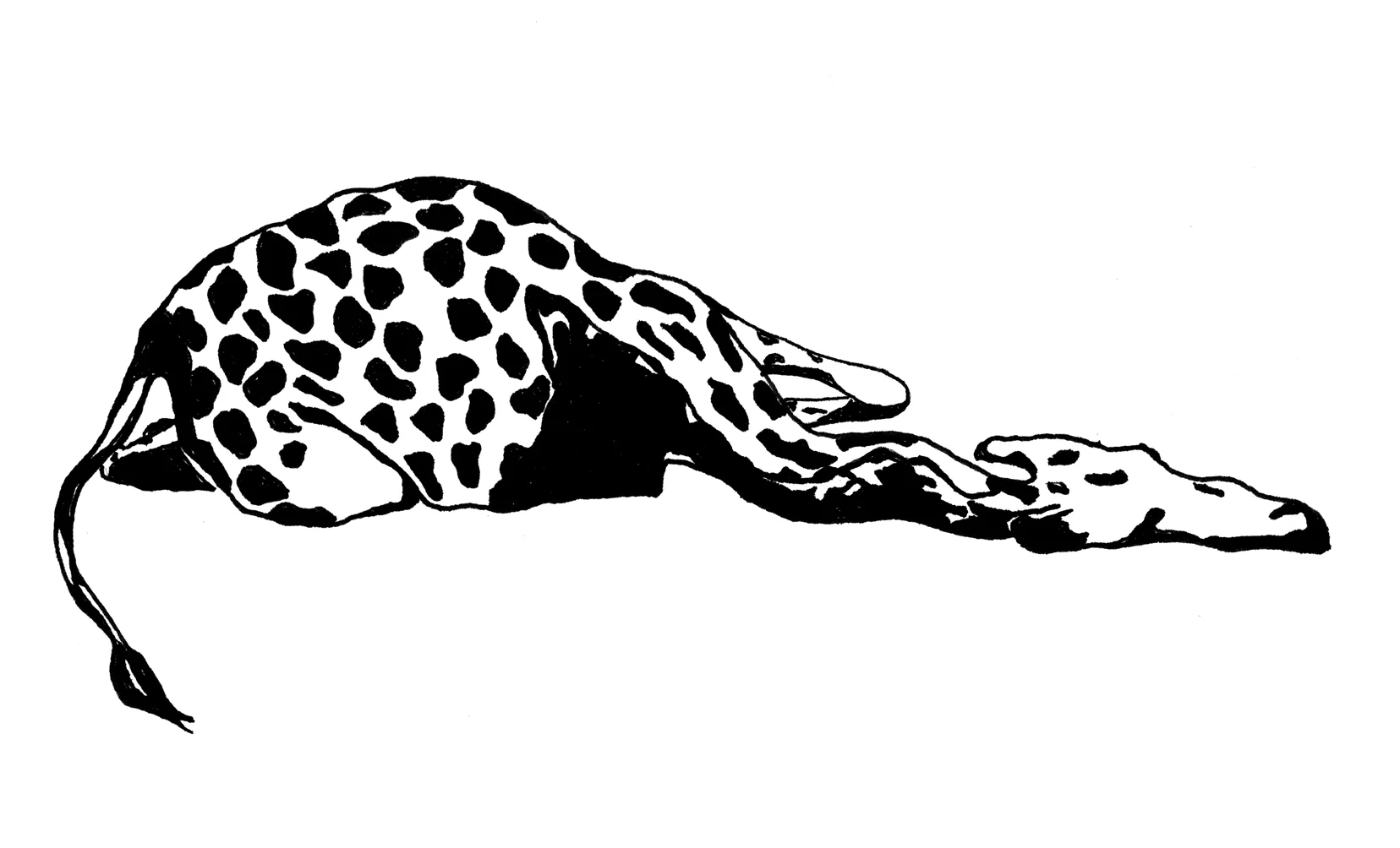 giraffe.jpg