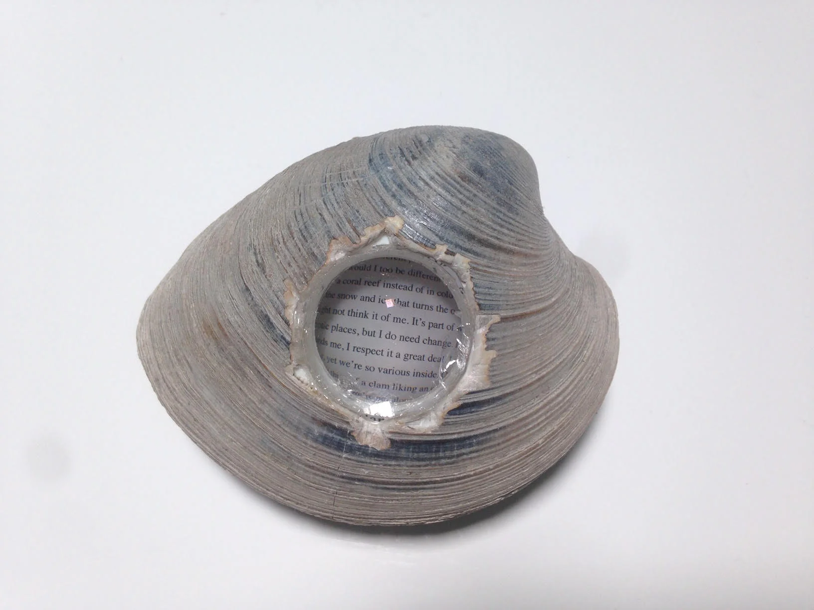 clam lens 1.jpg
