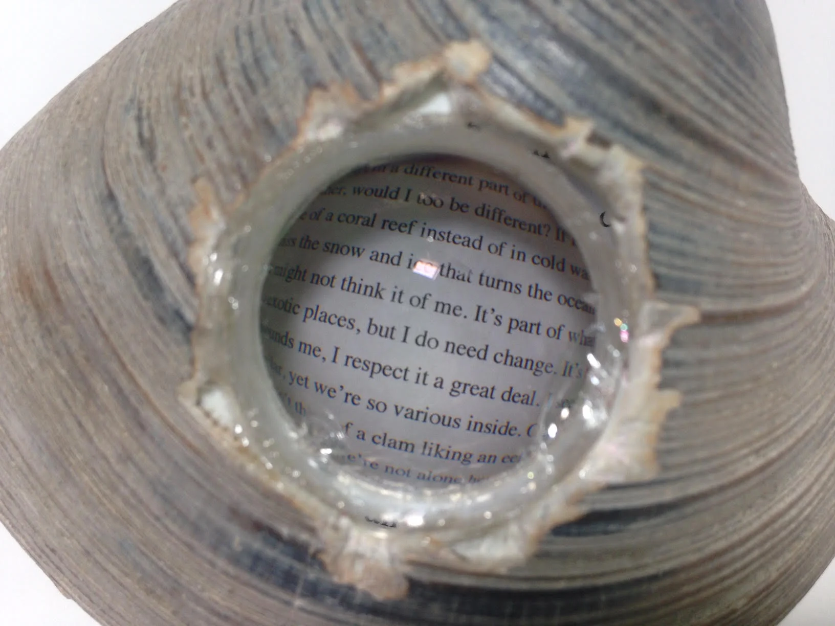 clam lens 2.jpg