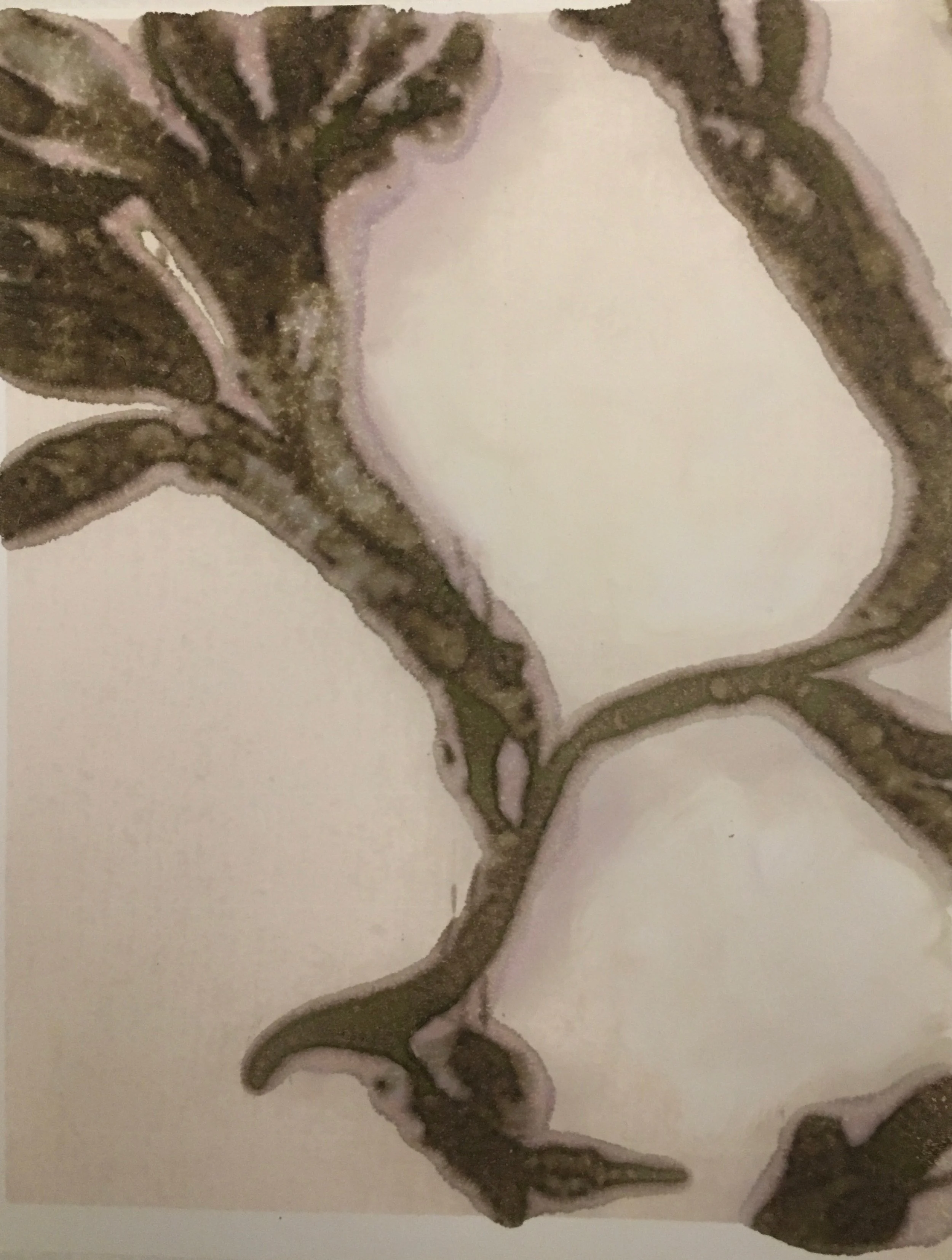 Photographic Monoprint. Fucus vesiculosus.