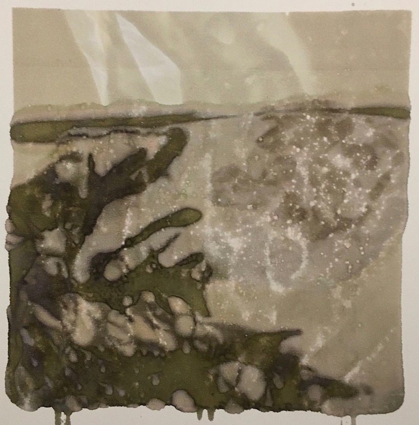 Photographic Monoprint. Bladder wrack and plastic bag.