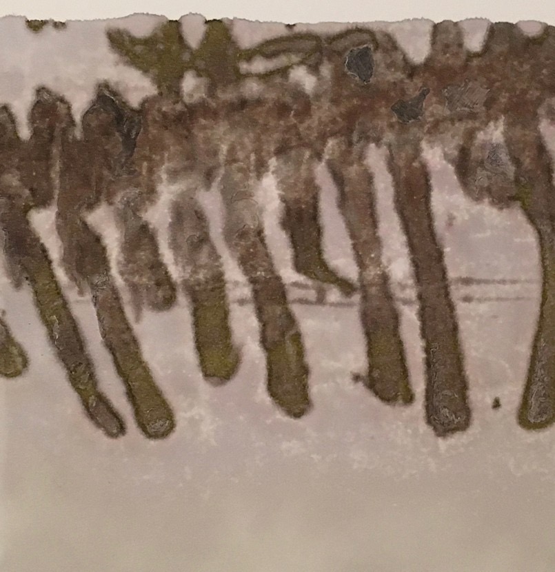 Photographic Monoprint. Skeletal remains.