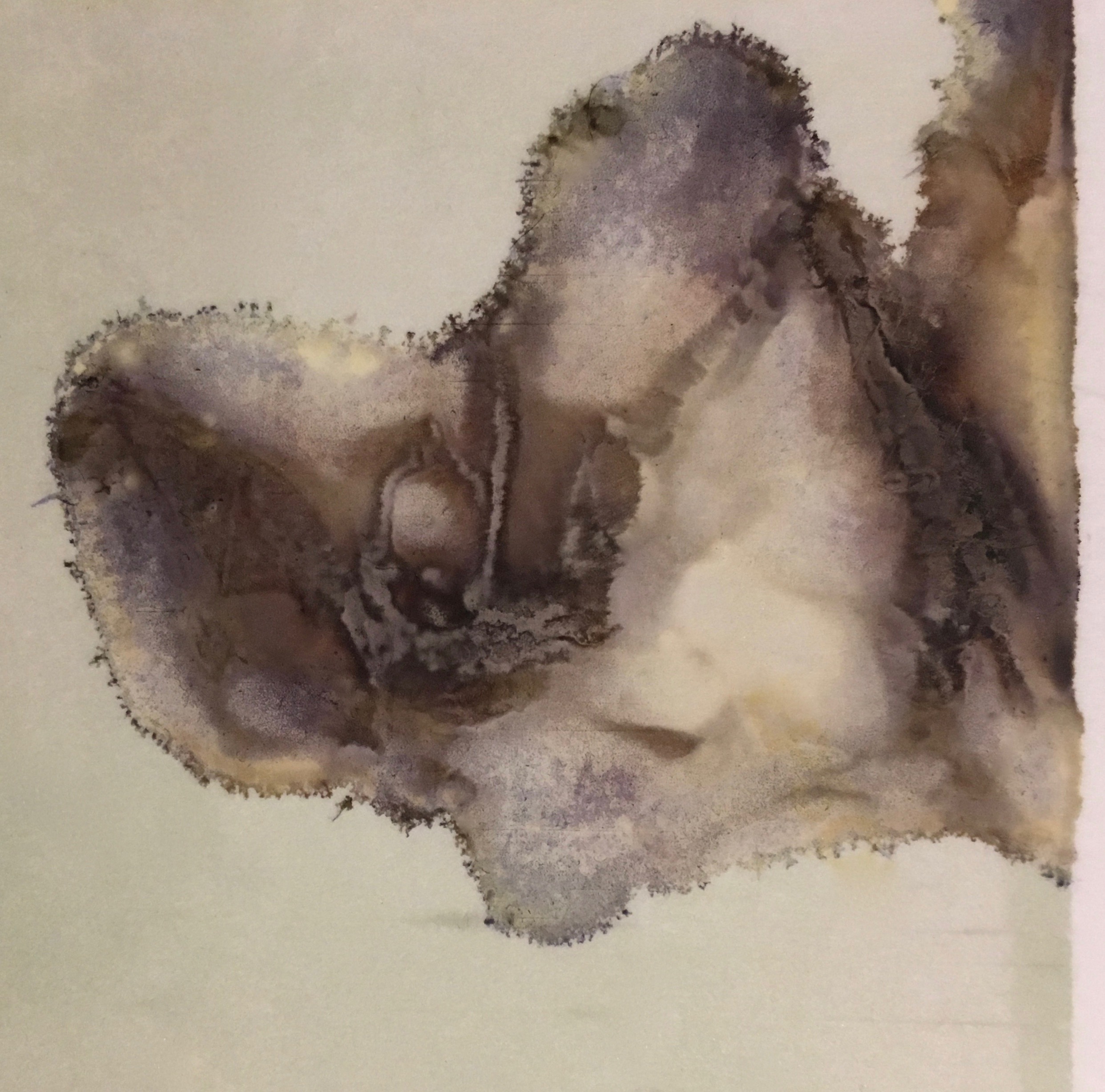 Photographic Monoprint. Seaweed