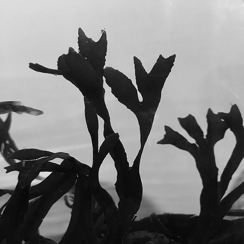 Fucus vesiculosus - New York Harbor. Found dried in fencing—used in water for photo monoprint studies.