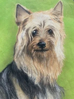 pastel pet drawing 3.jpeg
