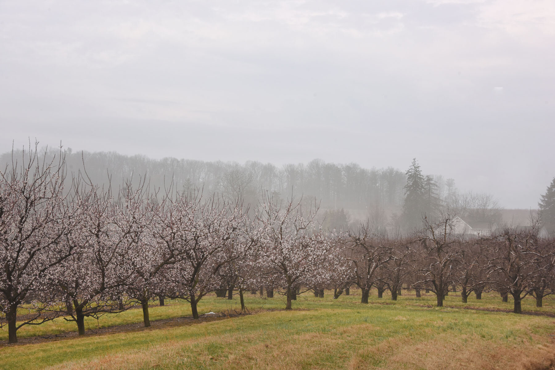 Spring Returns 