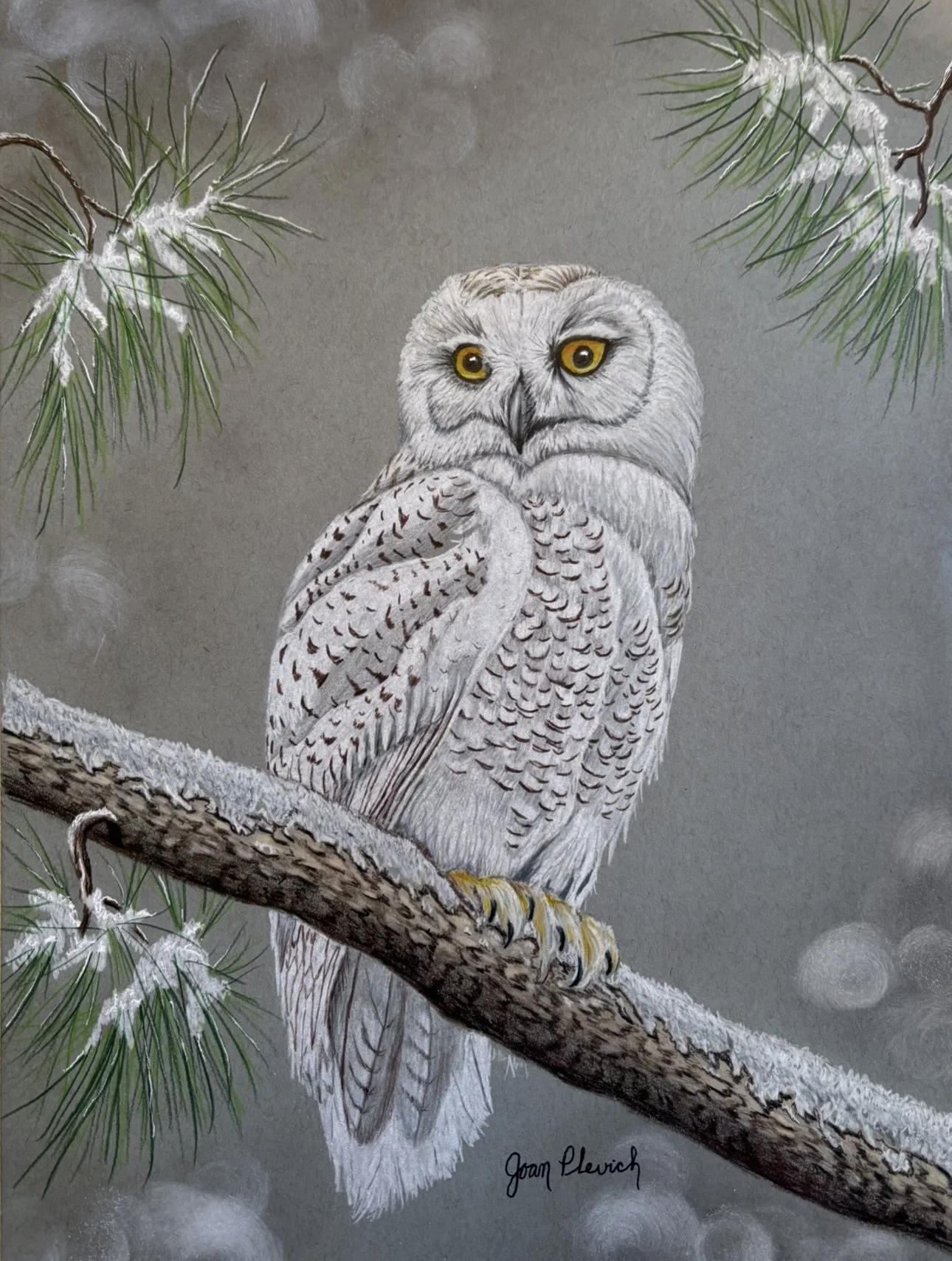 Snowy Owl.jpeg