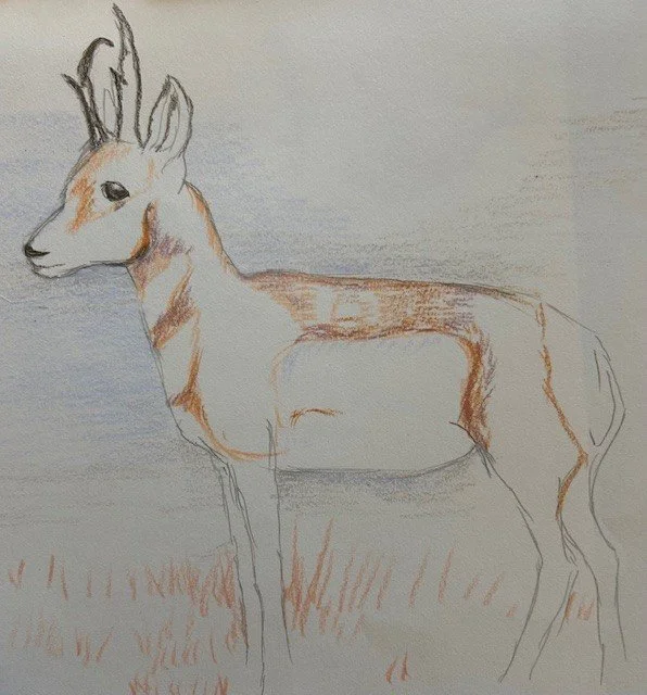 animals of all the continents 2.jpg