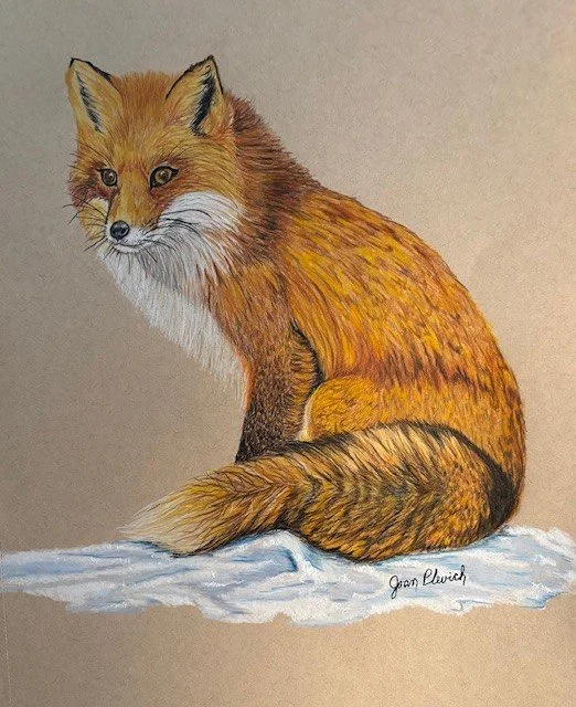 Red Fox.jpg