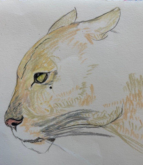 animals of all the continents 3.jpg