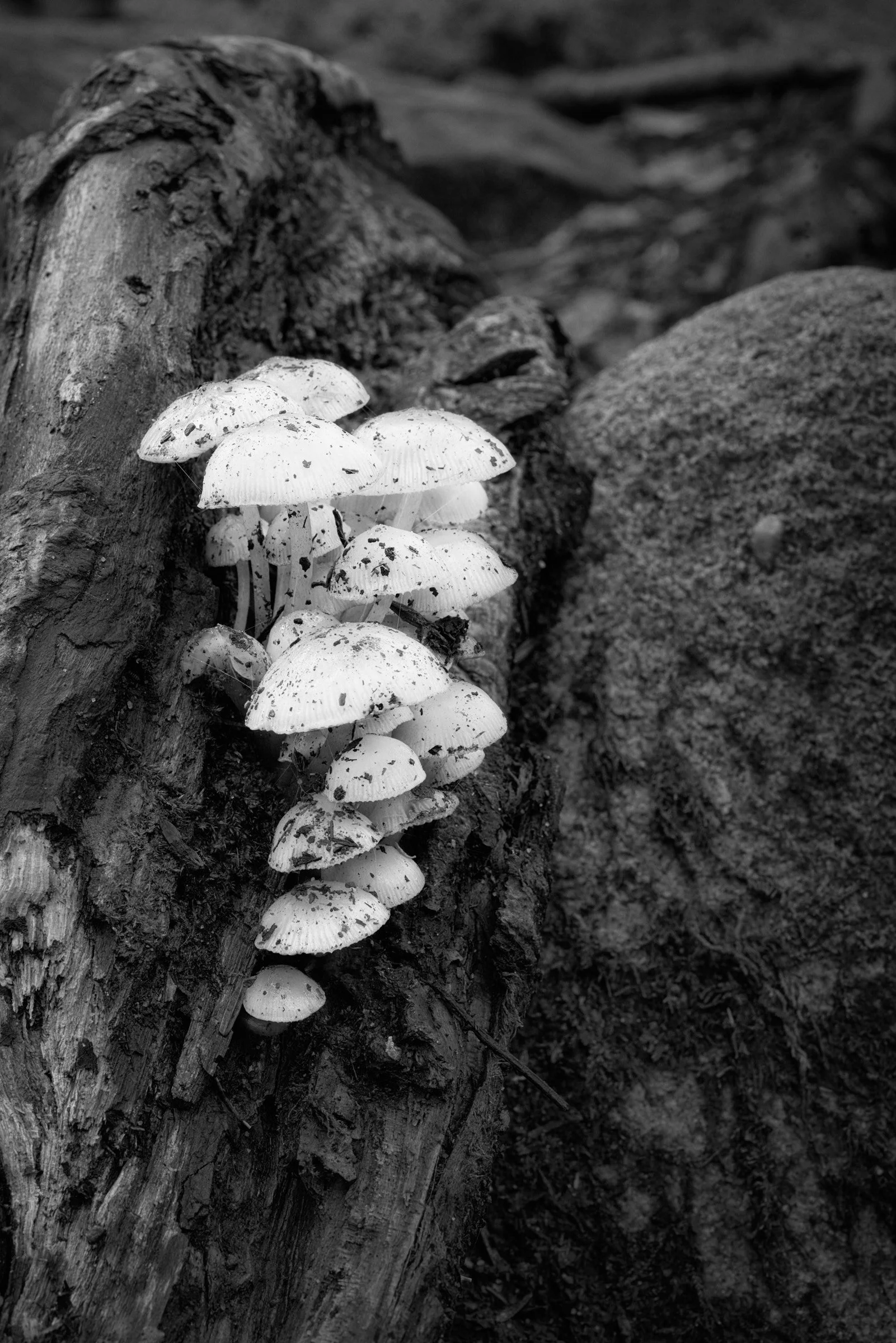 Mushrooms on Highland Trail.jpg