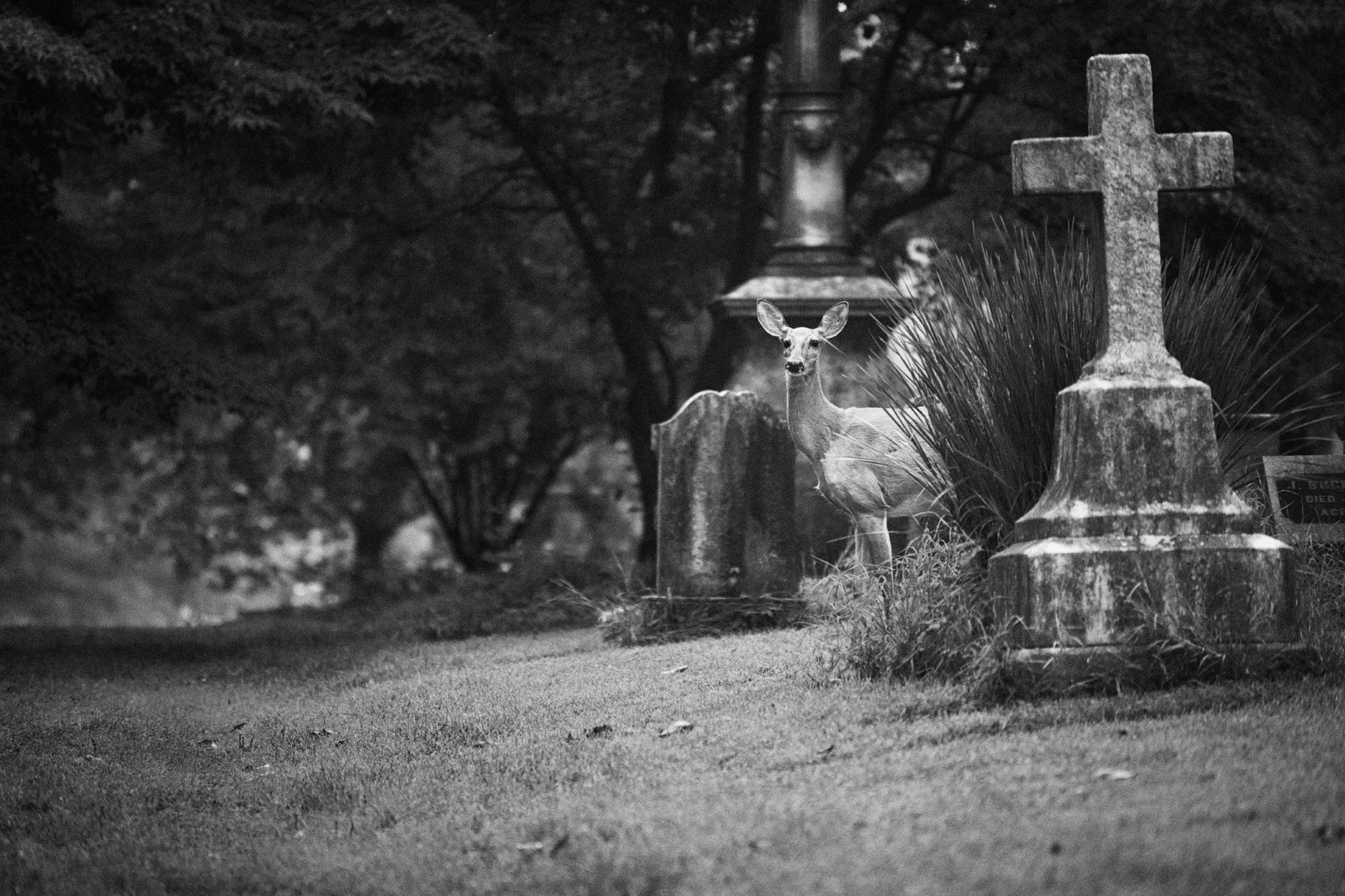 Deer at Hbg Cemetery.jpg